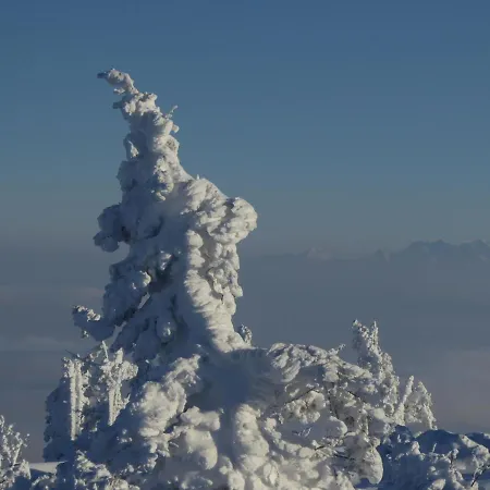 Goscinne - Za Borem Quarto em Acomodações Particulares *