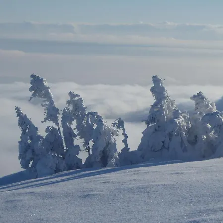 Goscinne - Za Borem *