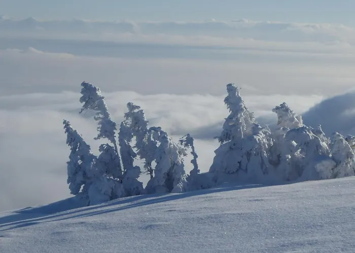 Goscinne - Za Borem *