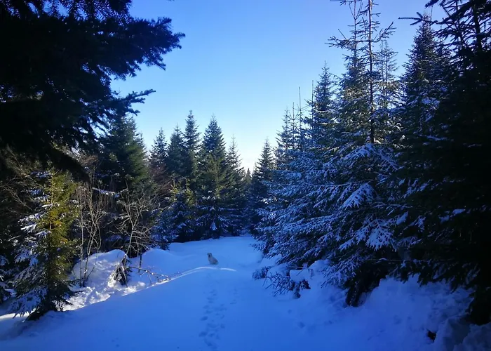 Goscinne - Za Borem 民宿